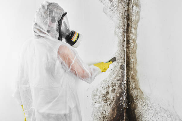 Best Crawl Space Mold Removal  in Brady, TX