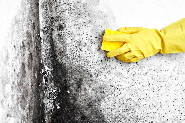 Best Certified Mold Removal  in Brady, TX