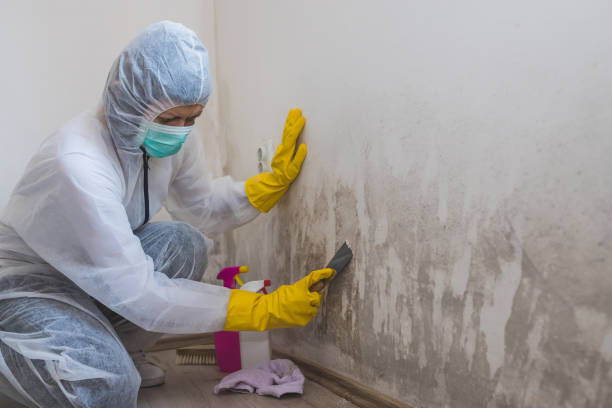 Best Toxic Mold Removal  in Brady, TX