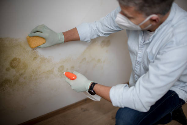 Best Residential Mold Removal  in Brady, TX