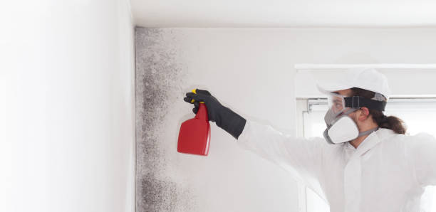 Best Same-Day Mold Removal  in Brady, TX