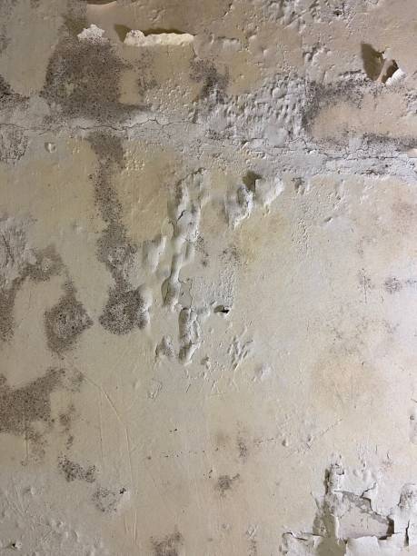 Best Mold Removal Near Me  in Brady, TX