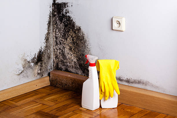 Best Black Mold Removal  in Brady, TX