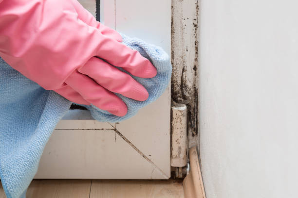 Best Mold Damage Repair  in Brady, TX
