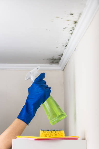 Best Mold Inspection  in Brady, TX